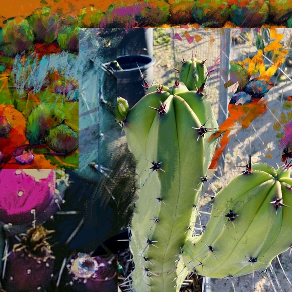 Original Watercolor Print of Desert Flora in Home Decor - Picture 1 of 3